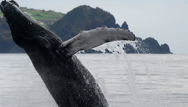 Avistamiento de Ballenas en las Azores - Foto 3