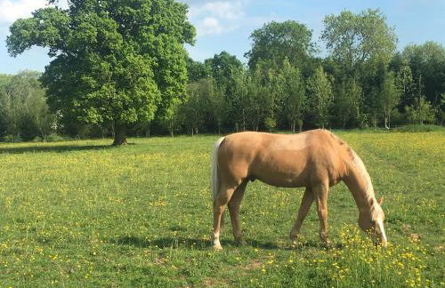 Rural farm stay with stunning indoor pool - Foto 37