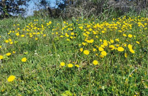 Guesthouse Stivan (920) - Foto 40