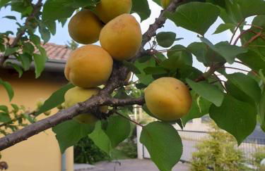 Residence Stradella Verde - Photo 11