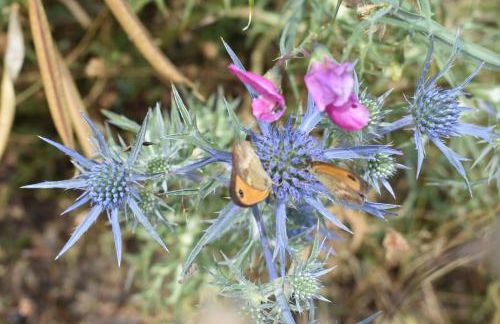 HOME L'UPUPA AMIATA - Foto 44