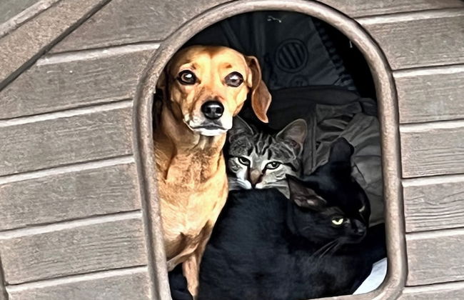 Poggio Roseto - Foto 51