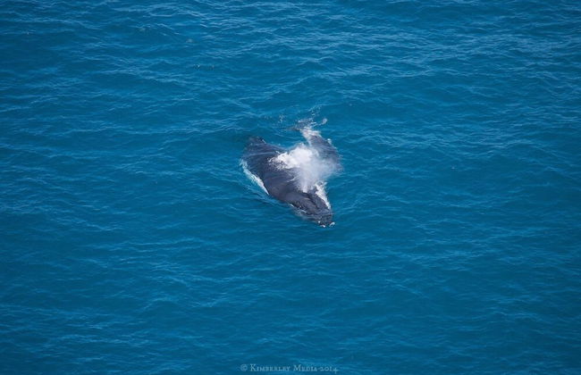 Apartments at Blue Seas Resort - Photo 17
