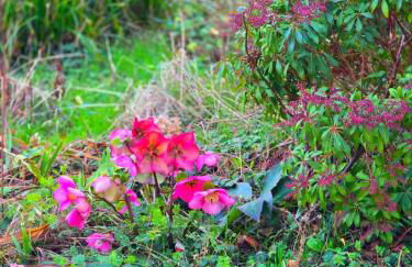 Camembert & Crustacés - Foto 53