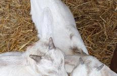 Mardi Gras, Upwell - Foto 27