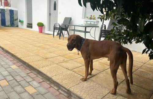 Kalosýni Holiday Home Lefkada - Foto 7