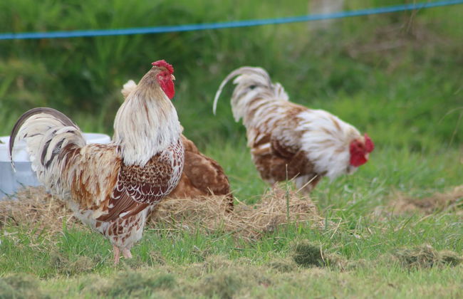 Dartmoor Reach Alpaca Farm - Foto 67