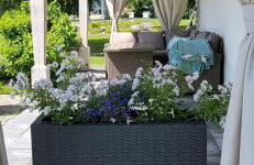 Mazurska Sosenka - Foto 1