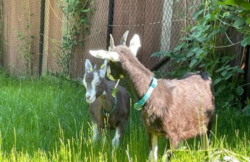 Ferienhof"WaldEsel Rippersroda" - Foto 40