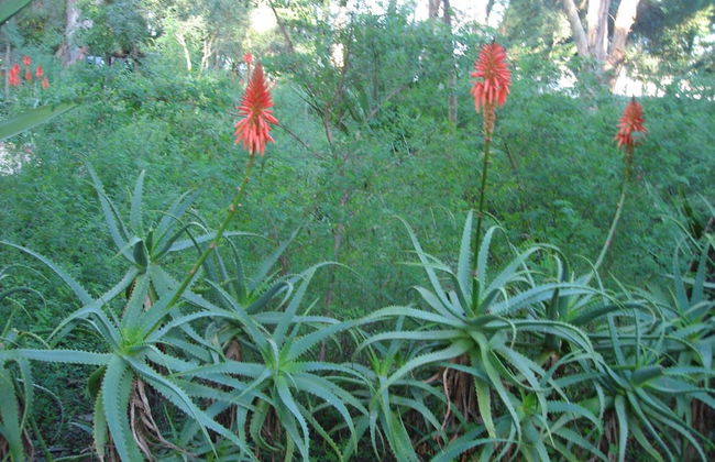 Villa dos Teixos - Foto 50