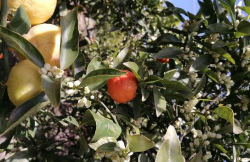 La maiolica - Foto 47