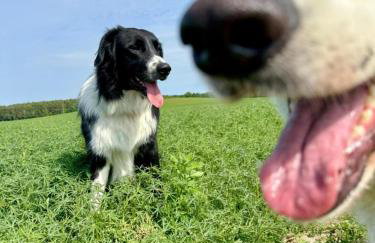 Różany Domek - Foto 34