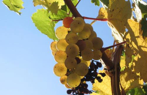 Weingut Rebenhof - Foto 10