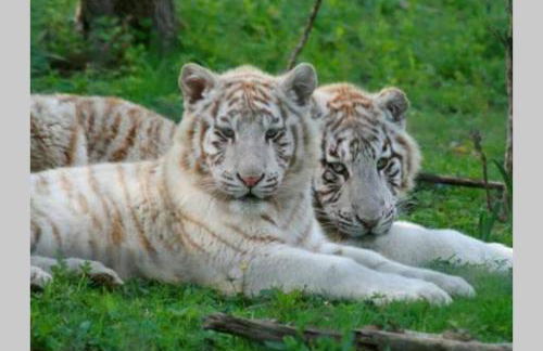 DISNEYLAND PARIS NEW STUDIO SUITE DESIGN - Foto 19