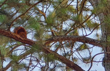 Recanto das Pretinhas - Photo 10