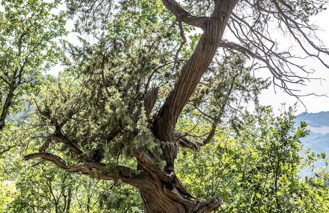 Corte San Ruffillo-Azienda Agrituristica - Foto 74