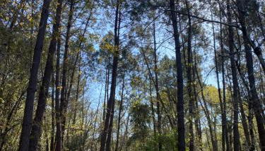 Maison Hourtin - Foto 3