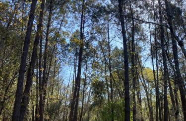 Maison Hourtin - Foto 3