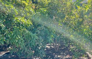 Casa MaBu by Your Madeira Rentals - Foto 34