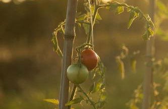 Agriturismo Le Forre del Treja (La Villa) - Foto 51