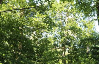 Ferienwohnung Nienhagen - Foto 32