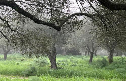 Muristene Pozzo Santa Cristina - Foto 20