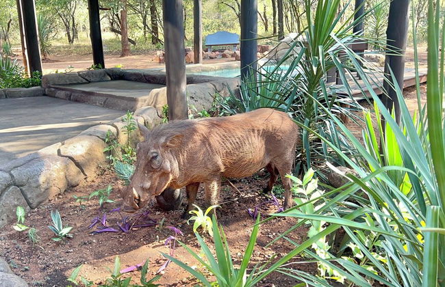 Kruger Kumba - Mugwenzi - Photo 59