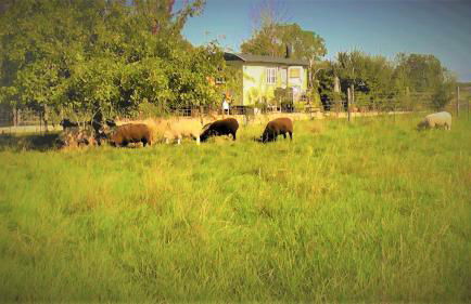the abberton shepherds hut - Foto 19