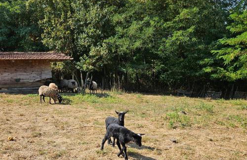 Farmica, Bed&Breakfast, Bazen izdvojen nekoliko minuta hoda - Foto 27