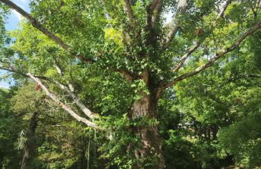 1921 Chattanooga Valley The Little Blue Farmhouse - Foto 14