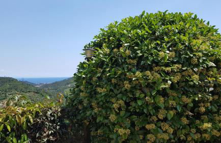 Villa Claudia - Foto 15