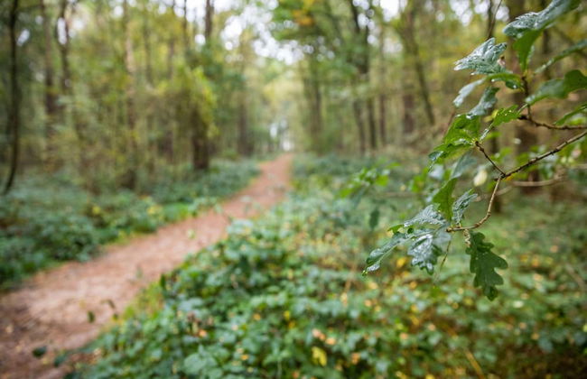 Atmospheric Country House in Asten on a Golf Course - Photo 69