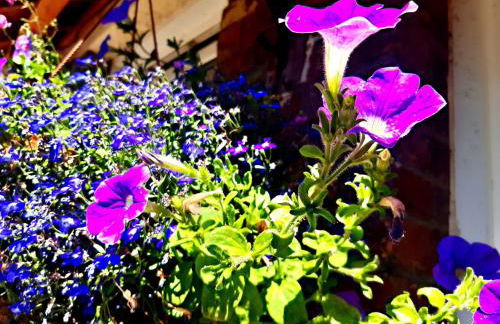 Les Terrasses de Puys - Foto 18