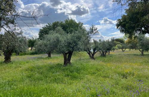 Quinta do Faisco - Photo 9