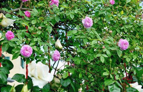 Appartamenti Tortorella - Foto 68