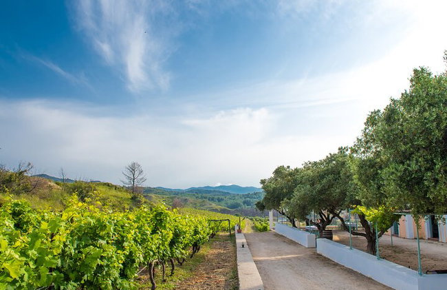 Elaboración de jabón tradicional guiado en Rodas - Foto 11
