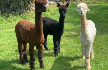 A space with amazing views and alpacas to enjoy - Foto 30