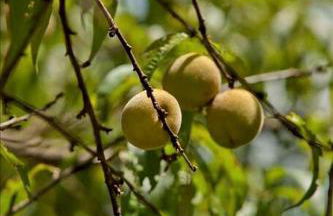 Historic Countryside Estate with Brenda Lee Heritage Near Nashville, Goodlettsville TN - Photo 72