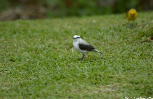 A Casinha Lumiar - Foto 45
