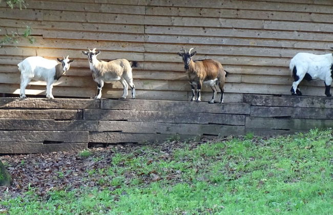 Les Gîtes de Petrocoriis - Foto 67