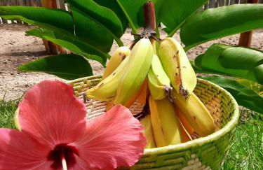 Côco Verde - Pousada Icaraí Kite Village - Foto 23