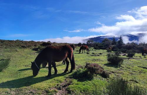 Casa da Fonte - Branda da Aveleira - Photo 26
