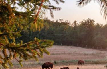 Terra dei Bisonti - Foto 1
