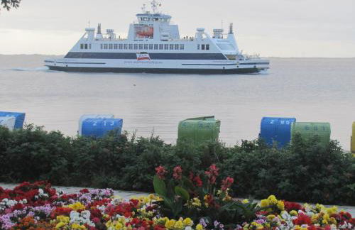 Midlum Zaunkönig - Foto 18