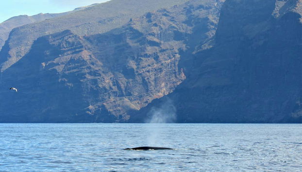 Observez une baleine à Los Gigantes