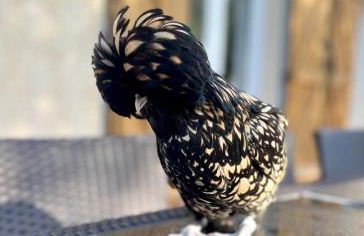 Carcassonne Lake & Beach, Pool villa - Foto 18