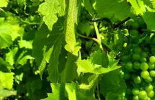 Zum Winzer - Foto 26