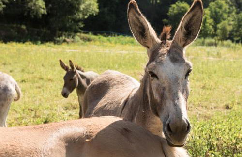 Can Solà La Vall de Bianya - Foto 38