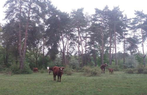 Touvent maison au milieu des bois - Foto 14