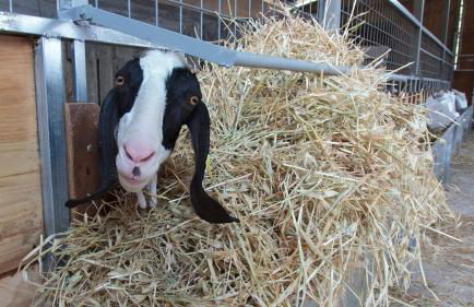 Agriturismo San Cataldo Farm Home - Foto 132